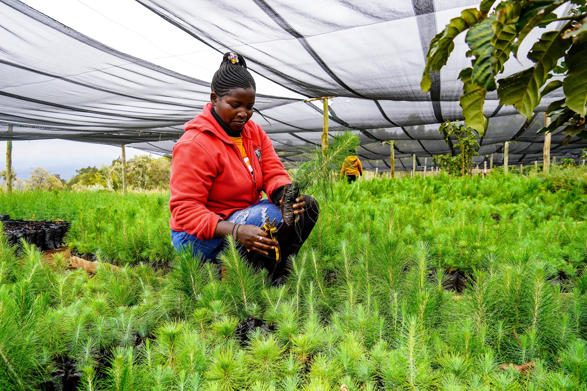 Load video: Video with information about the Eden Reforestation project